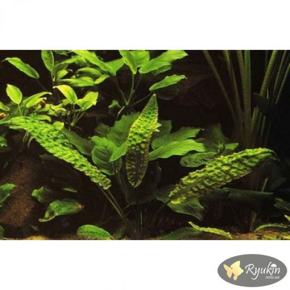 Криптокорина Гудоро (Cryptocoryne Hudoroi)
