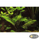 Криптокорина Гудоро (Cryptocoryne Hudoroi)