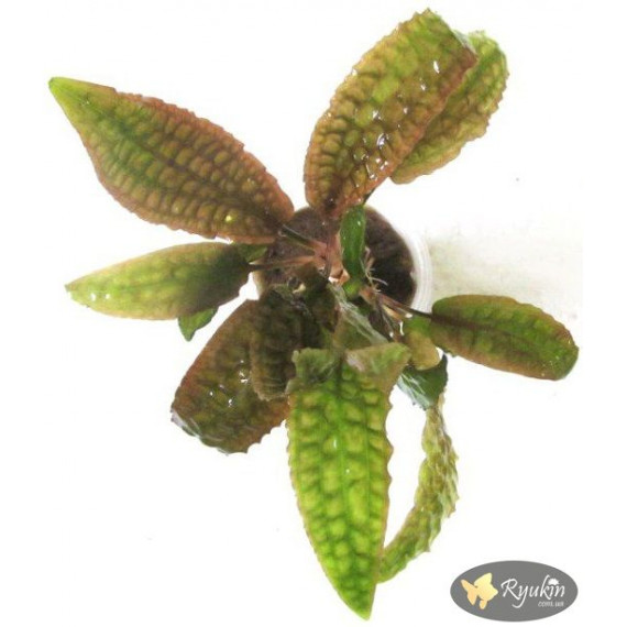 Криптокорина Гудоро (Cryptocoryne Hudoroi)
