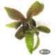 Криптокорина Гудоро (Cryptocoryne Hudoroi)