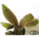 Криптокорина Гудоро (Cryptocoryne Hudoroi)