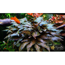 Криптокорина Нурі (Cryptocoryne Nurii)