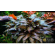Криптокорина Нурі (Cryptocoryne Nurii)