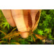 Криптокорина Нурі (Cryptocoryne Nurii)