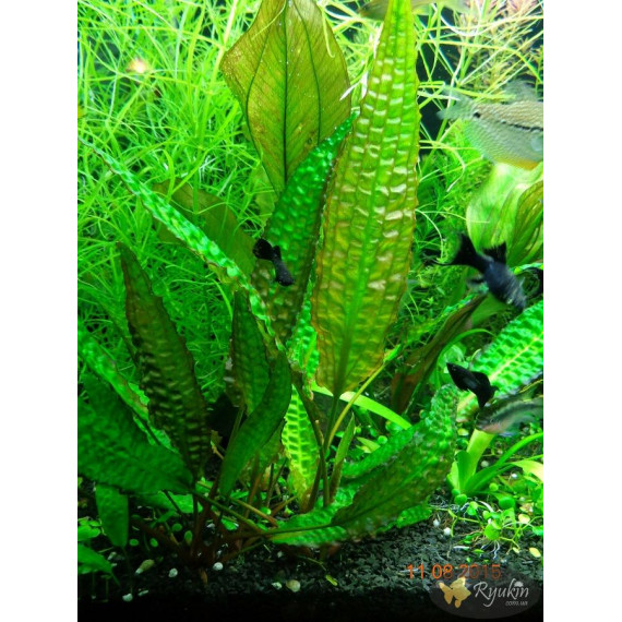Криптокорина Гудоро (Cryptocoryne Hudoroi)