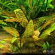 Криптокорина Гудоро (Cryptocoryne Hudoroi)