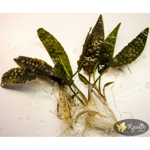 Криптокорина Гудоро (Cryptocoryne Hudoroi)