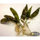 Криптокорина Гудоро (Cryptocoryne Hudoroi)