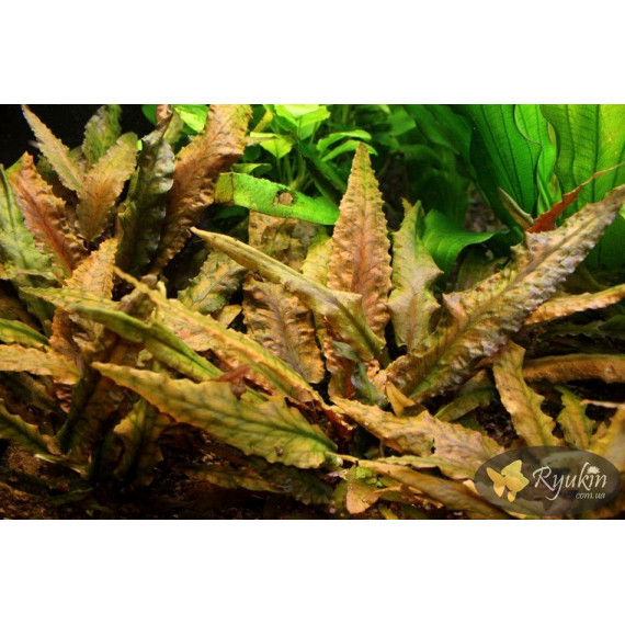 Криптокорина Вендта Коричневая (Cryptocoryne Wendtii Brown)