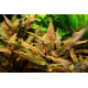 Криптокорина Вендта Коричневая (Cryptocoryne Wendtii Brown)