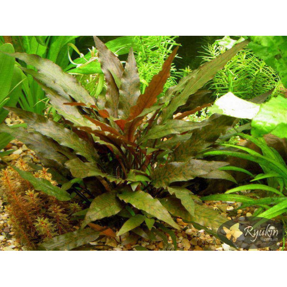 Криптокорина Вендта Коричневая (Cryptocoryne Wendtii Brown)