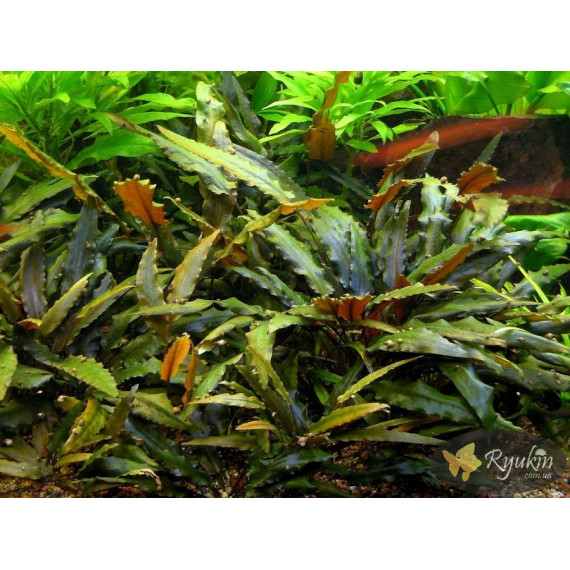 Криптокорина Вендта Коричневая (Cryptocoryne Wendtii Brown)