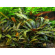 Криптокорина Вендта Коричневая (Cryptocoryne Wendtii Brown)