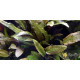Криптокорина Вендта Коричневая (Cryptocoryne Wendtii Brown)