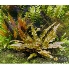 Криптокорина Вендта Коричнева (Cryptocoryne Wendtii Brown)