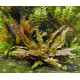 Криптокорина Вендта Коричневая (Cryptocoryne Wendtii Brown)