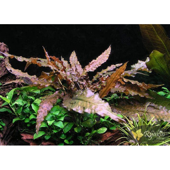 Криптокорина Вендта Коричневая (Cryptocoryne Wendtii Brown)