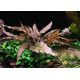 Криптокорина Вендта Коричневая (Cryptocoryne Wendtii Brown)