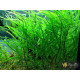 Гігрофіла Верболиста (Hygrophila Angustifolia)