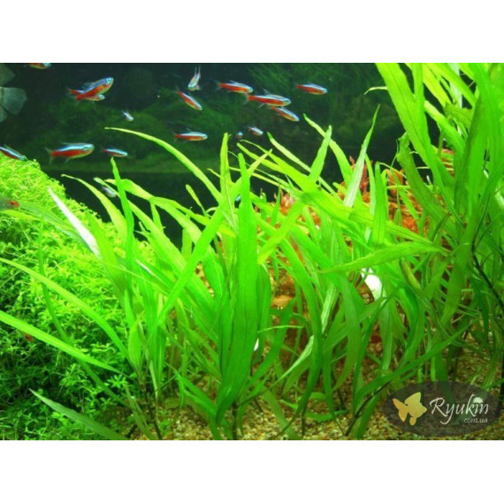 Гігрофіла Верболиста (Hygrophila Angustifolia)