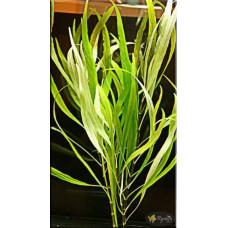 Гігрофіла Верболиста (Hygrophila Angustifolia)