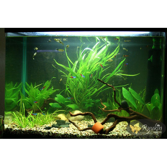 Гігрофіла Верболиста (Hygrophila Angustifolia)
