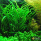 Гігрофіла Верболиста (Hygrophila Angustifolia)