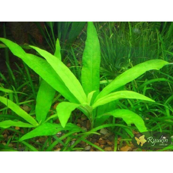 Гигрофила Гвианская (Hygrophila Guianensis)