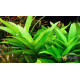 Гигрофила Гвианская (Hygrophila Guianensis)