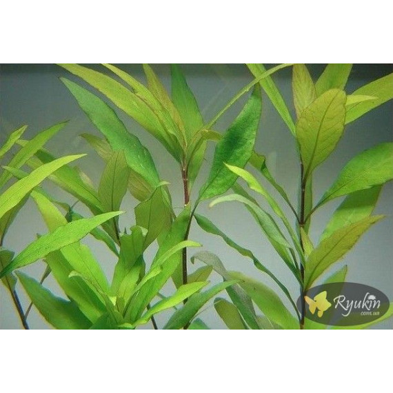 Гігрофіла Корімбоза (Hygrophila Corymbosa)