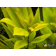 Гігрофіла Корімбоза (Hygrophila Corymbosa)