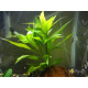 Гігрофіла Корімбоза (Hygrophila Corymbosa)