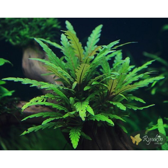 Гігрофіла Піннатіфіда (Hygrophila Pinnatifida)
