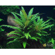 Гігрофіла Піннатіфіда (Hygrophila Pinnatifida)
