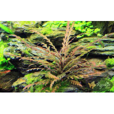 Гігрофіла Піннатіфіда (Hygrophila Pinnatifida)