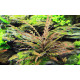 Гігрофіла Піннатіфіда (Hygrophila Pinnatifida)