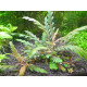 Гігрофіла Піннатіфіда (Hygrophila Pinnatifida)