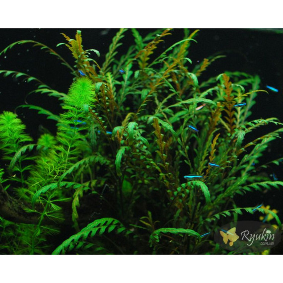 Гігрофіла Піннатіфіда (Hygrophila Pinnatifida)
