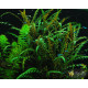 Гігрофіла Піннатіфіда (Hygrophila Pinnatifida)