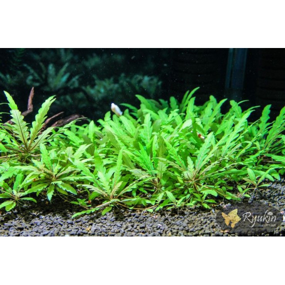 Гігрофіла Піннатіфіда (Hygrophila Pinnatifida)