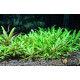 Гігрофіла Піннатіфіда (Hygrophila Pinnatifida)