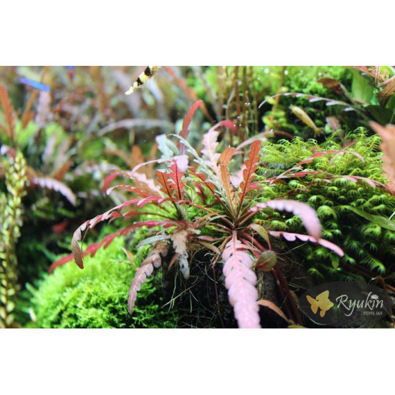 Гігрофіла Піннатіфіда (Hygrophila Pinnatifida)