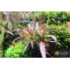 Гігрофіла Піннатіфіда (Hygrophila Pinnatifida)