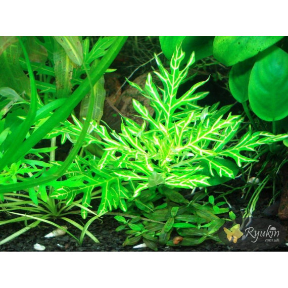 Гигрофила Дифформис (Hygrophila Difformis)