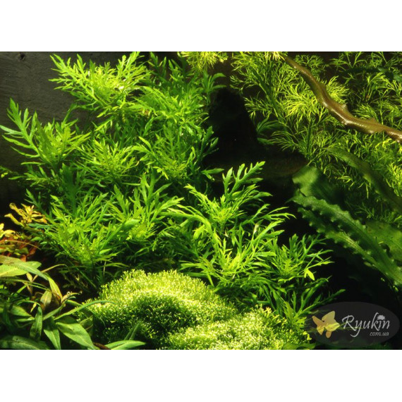 Гигрофила Дифформис (Hygrophila Difformis)