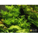 Гигрофила Дифформис (Hygrophila Difformis)