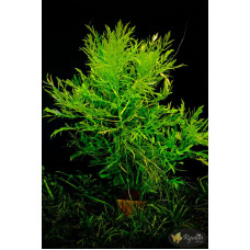 Гигрофила Дифформис (Hygrophila Difformis)