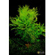 Гигрофила Дифформис (Hygrophila Difformis)
