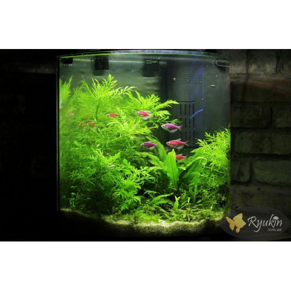 Гигрофила Дифформис (Hygrophila Difformis)