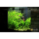 Гигрофила Дифформис (Hygrophila Difformis)